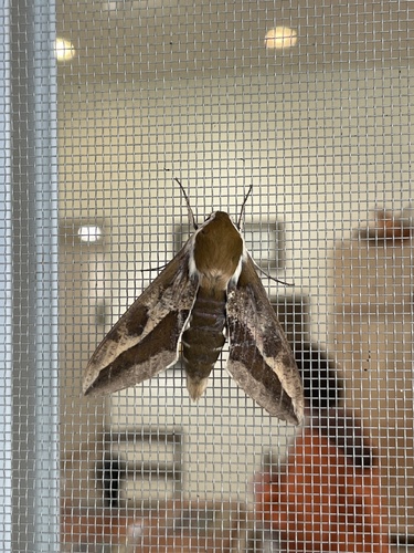 Leafy Spurge Hawkmoth