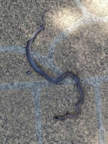 Golden-crowned Snake sighting