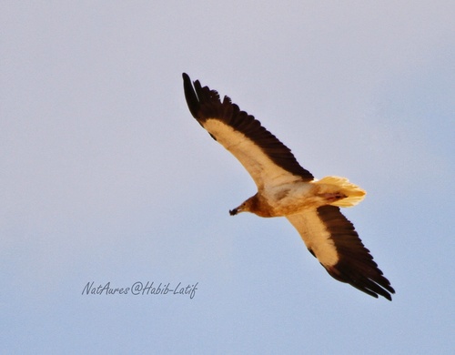 Egyptian Vulture