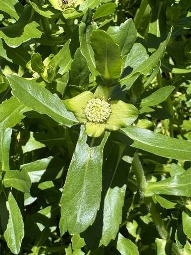 Buffalo-Spinach (Enydra fluctuans)
