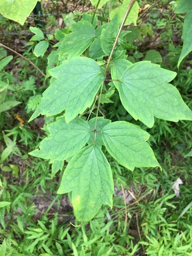 Clematis catesbyana Pursh