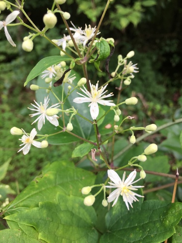 Clematis catesbyana