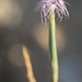 Dianthus sinaicus - Photo (c) Ori Fragman-Sapir, όλα τα δικαιώματα διατηρούνται, uploaded by Ori Fragman-Sapir