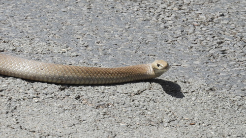 Eastern Brown Snake sighting