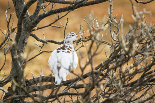 Willow Ptarmigan