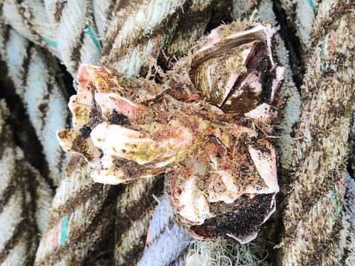 Giant Acorn Barnacle