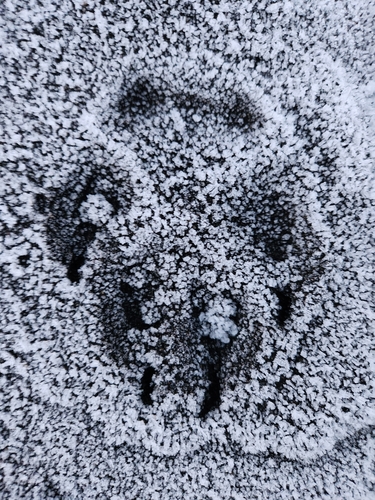 Gray Wolf