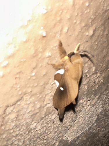 Borocera attenuata