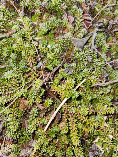 black crowberry