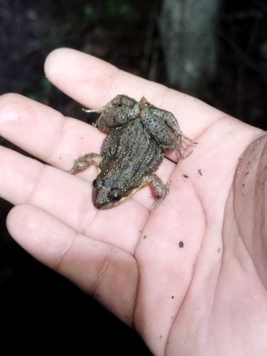 Sabinal Frog (Leptodactylus melanonotus)