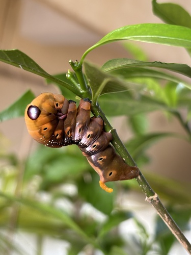 Oleander Hawkmoth
