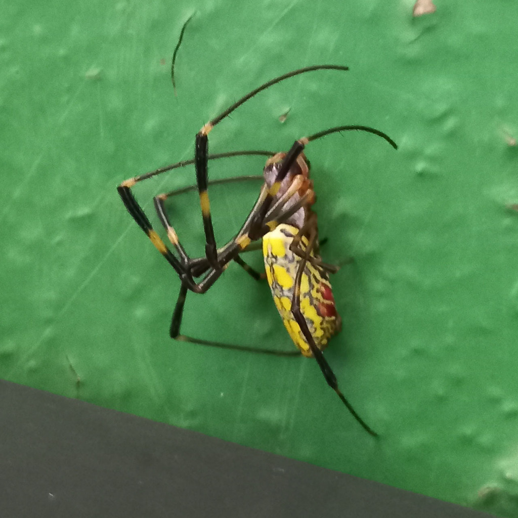 Joro Spider in October 2024 by Miyrumiyru · iNaturalist