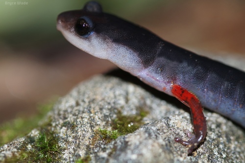 Red-legged Salamander