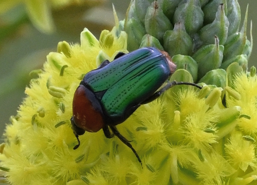 Amethyst Small Fruit Chafer