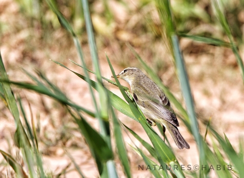 Eastern Olivaceous Warbler