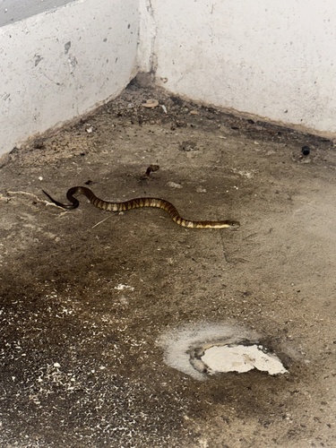 Tiger Snake sighting