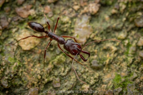 山大齿猛蚁Odontomachus monticola