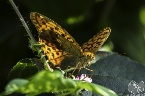 Great Eastern Silverstripe