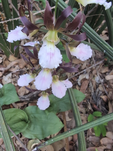 Eulophia guineensis