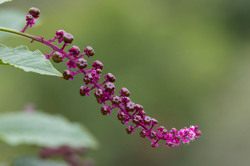 Brazilian Pokeweed