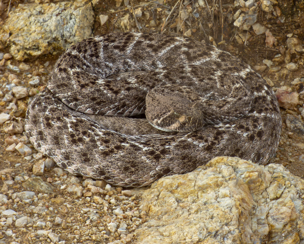 Western Diamond-backed Rattlesnake from Pima County, AZ, USA on July 5 ...