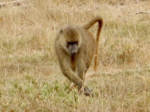 Yellow Baboon