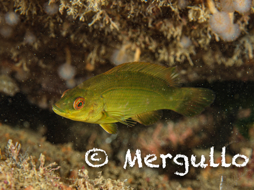 Ballan Wrasse
