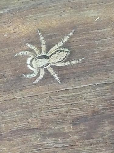 Gray Wall Jumping Spider