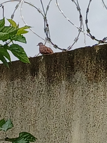 Ruddy Ground Dove