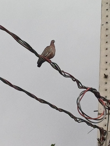 Picazuro Pigeon