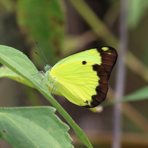 Belenois hedyle