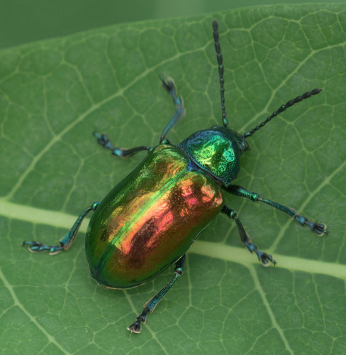 Dogbane Leaf Beetle (Chrysochus auratus) · iNaturalist