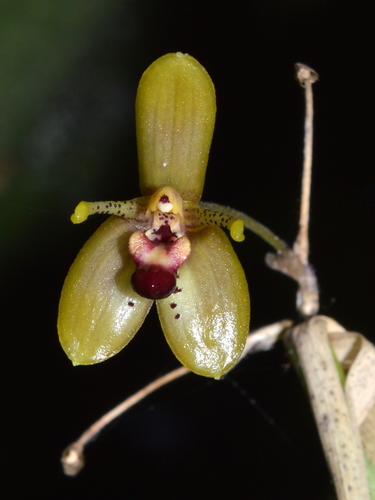 Myoxanthus seidelii