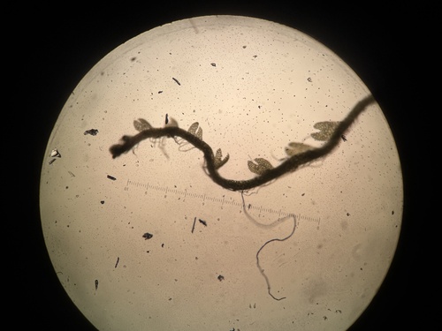 Cephaloziella varians