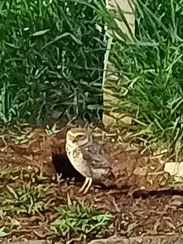 Burrowing Owl