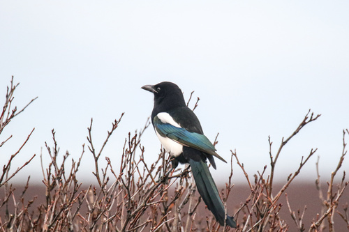 Black-billed Magpie
