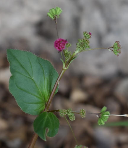 Wineflower