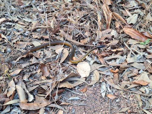 Common Tree Snake sighting