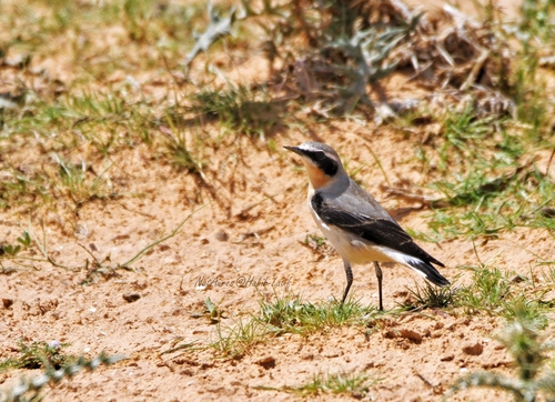 Northern Wheatear