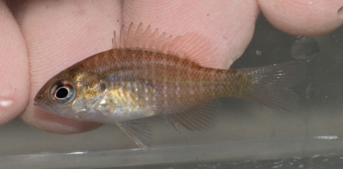 Longear Sunfish