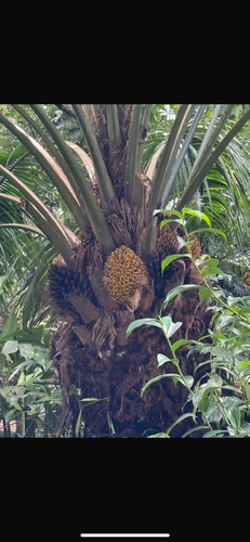 Elaeis oleifera - Whole tree