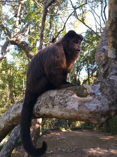 Black capuchin