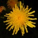 Perennial Sow Thistle - Photo (c) old-bean-adams, all rights reserved