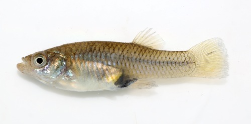 Gambusia echelleorum