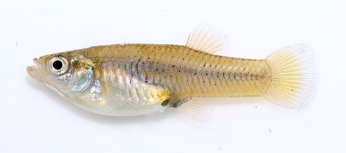Gambusia echelleorum