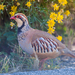 Red-legged Partridge - Photo (c) sdrov, all rights reserved, uploaded by sdrov