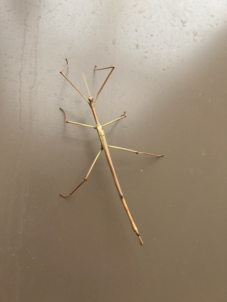Lycil Insect Lysicles hippolytus from Lethem St, Dajarra, QLD, AU on November 21 ...