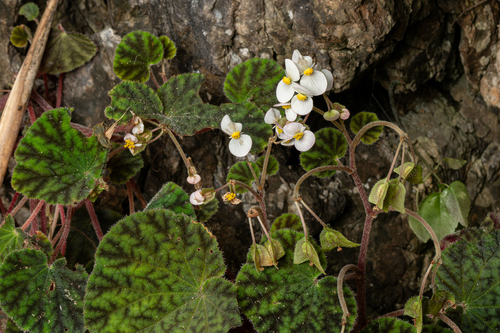 Begonia murina