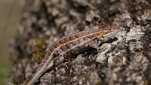 Brown’s Bunchgrass Lizard