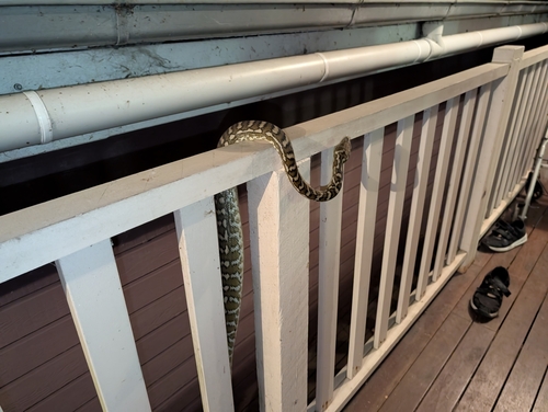Coastal Carpet Python sighting